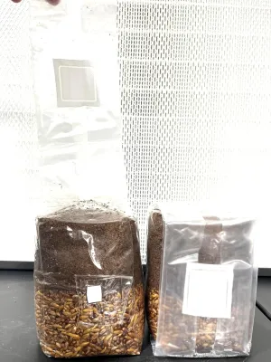 Premium Wood Loving 2 -Pack All-in-One Mushroom Grow Bags Great for Culinary and Functional Mushrooms